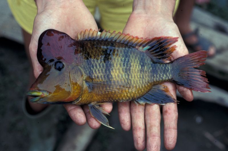 Adult male from the Caño Ogodó...