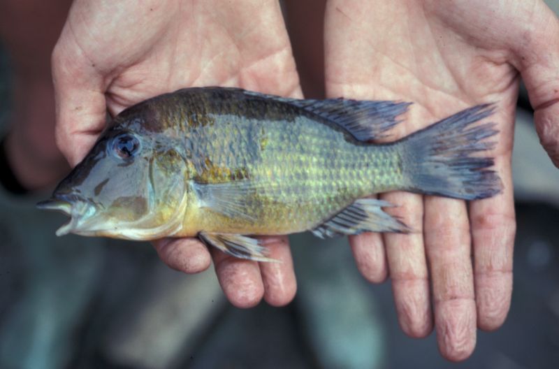 Adult female collected from the Caño Ogodó, near Palo Blanco village, Antioquia Department, Colombia.