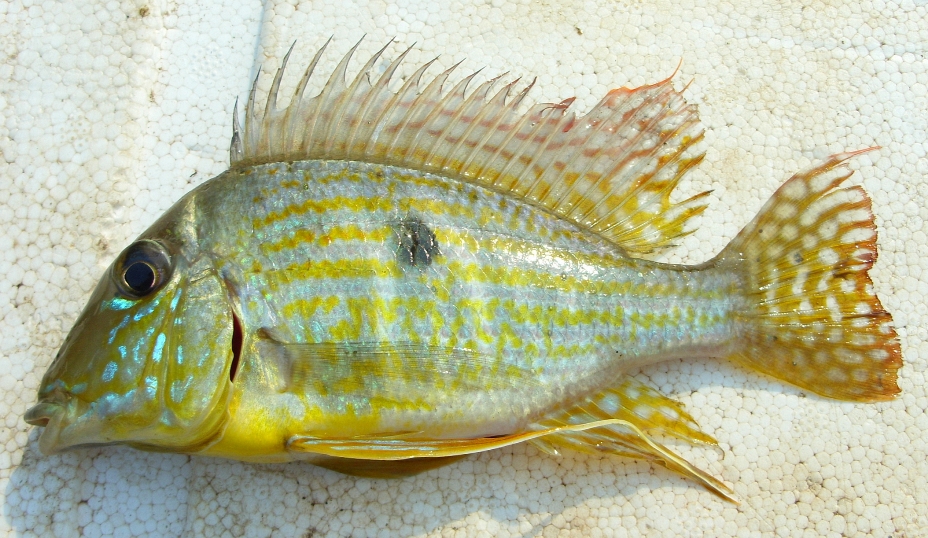 Freshly-collected specimen from the rio Maranhão.