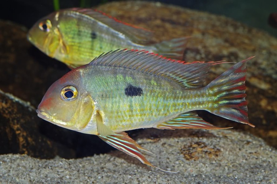 Subadult.