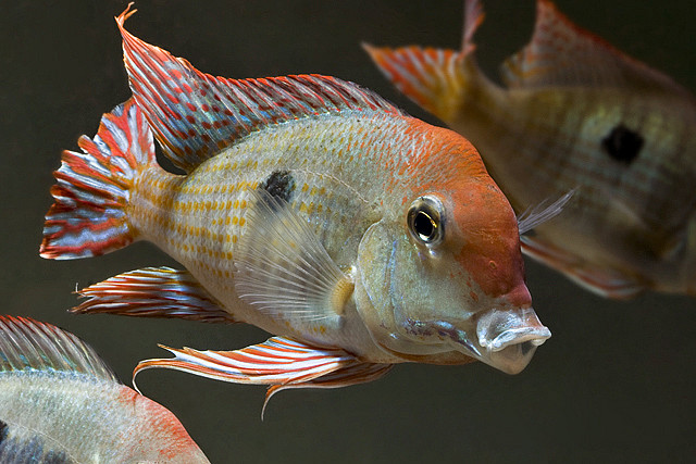 Adult male.