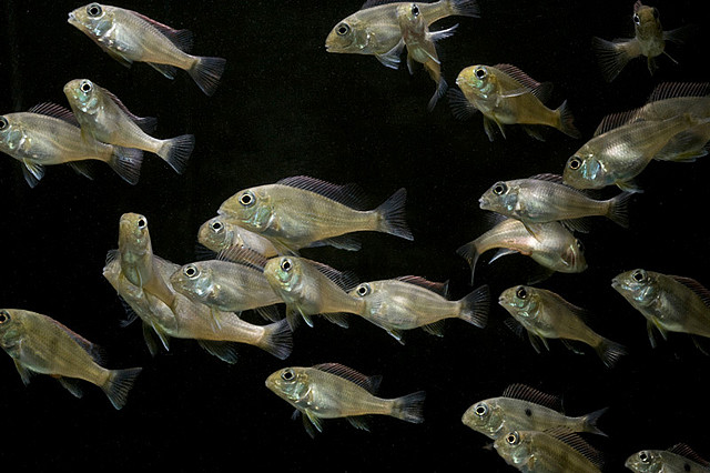 A group of young specimens.