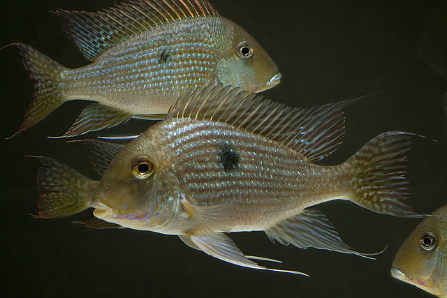 Adult specimen (front).