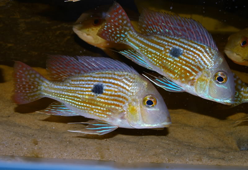 Like others in the G. surinamensis species group G. sp. 'Pindare' fares best when maintained in a group.