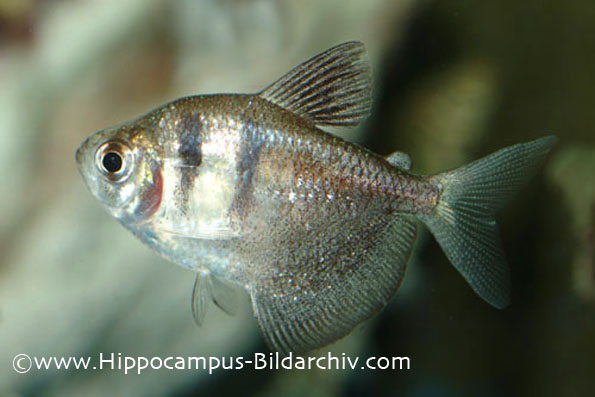Gymnocorymbus ternetzi