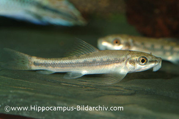 Young specimen from the aquarium trade.
