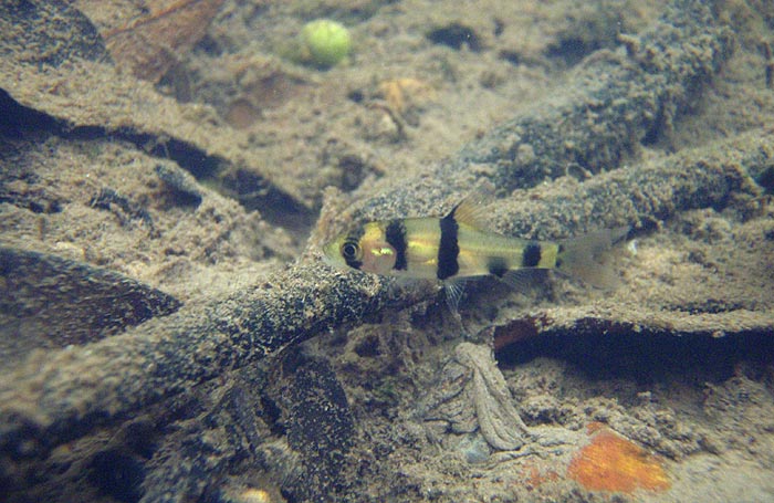 Juveniles display a cryptic, vertically-barred patterning which may serve to conceal them among shoals of smaller Puntius spp.