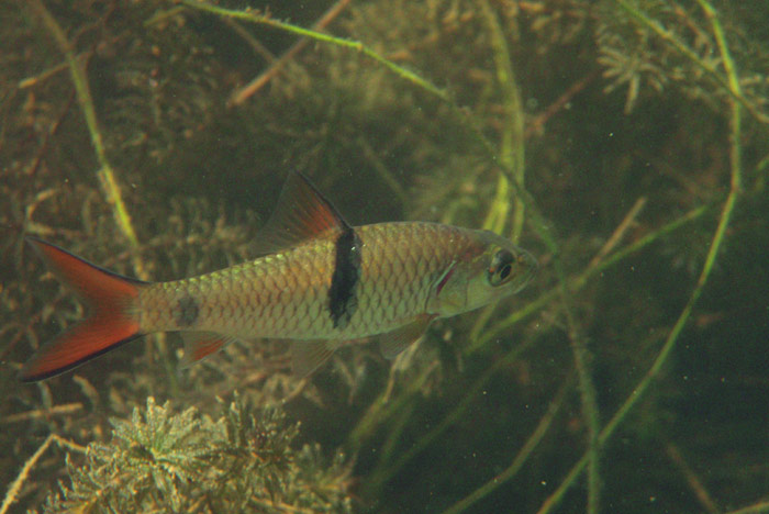 This young individual was photographed in the upper Khwae Noi (River Kwai), western Thailand.