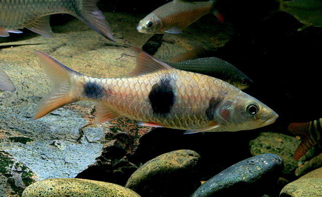Subadult specimen in the aquarium.