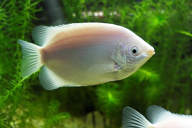 Subadult specimen of the ornamental pink form.