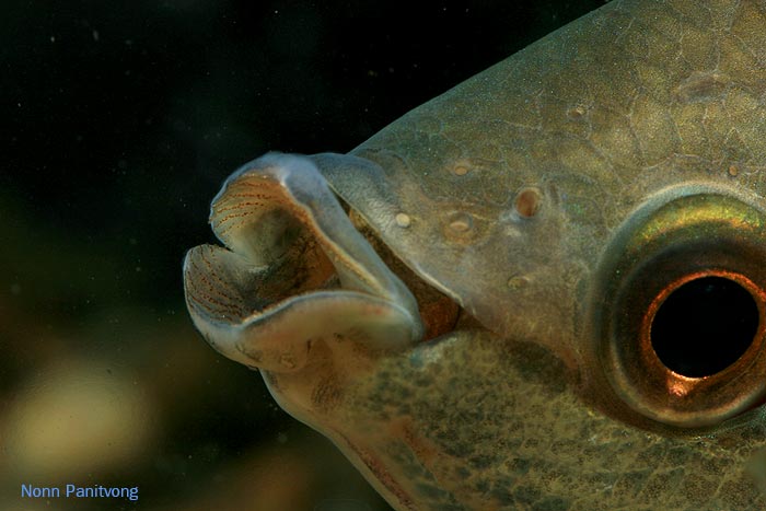 Mouth detail; natural form.