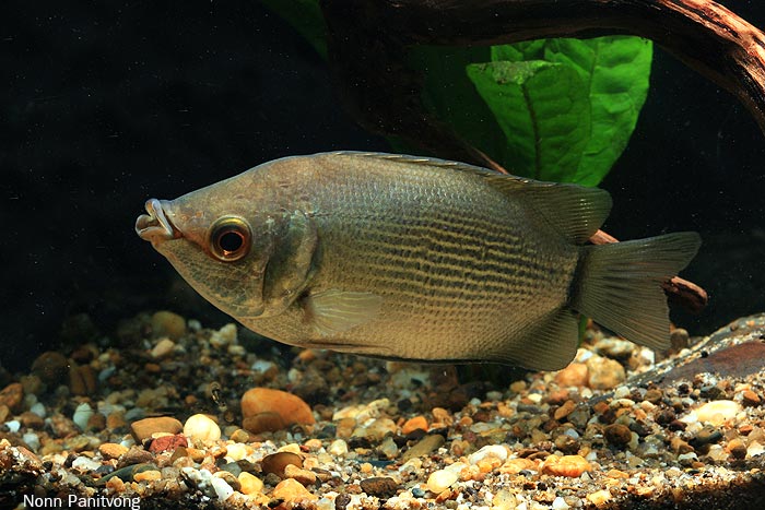 The natural form of this species is rarely-seen in aquaria. This one is from Thailand.