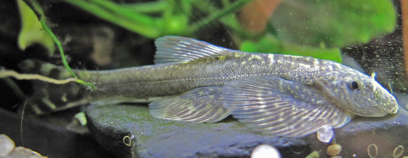The specimen in our images was pictured post-import and is therefore a little thin and lacking in colour.