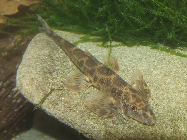 H. cf. sexmaculata from the European aquarium trade.