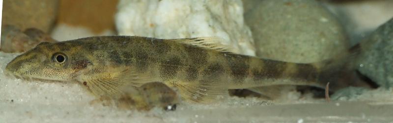 H. cf. sexmaculata is most often found in small numbers among shipments of other species.
