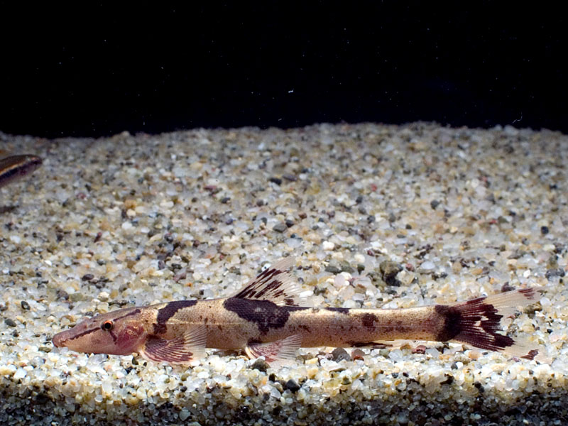 Newly-imported specimens are typically a little emaciated and require immediate proper care and feeding.