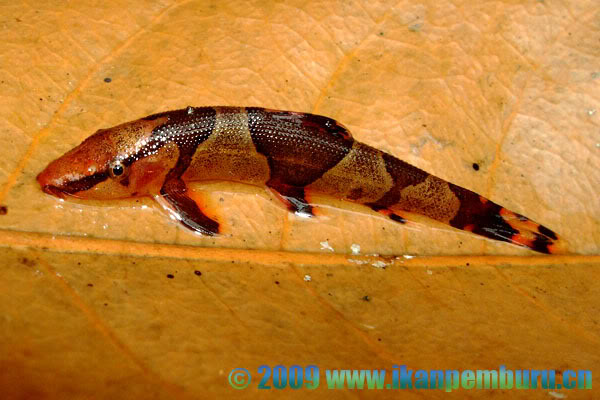 Freshly-collected specimen from the Sekadau Valley, Kalimantan Barat, Indonesian Borneo.