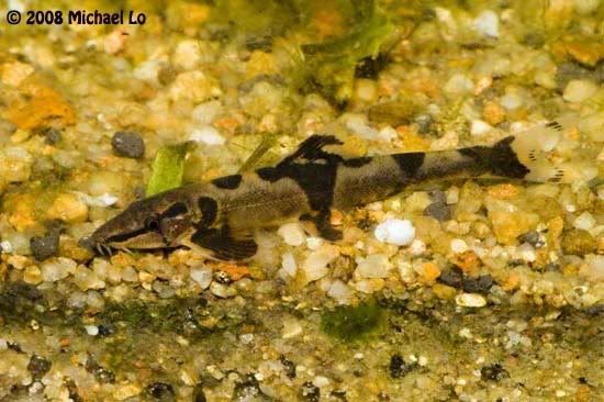 This specimen was collected from the upper Sungai (river) Rajang, Sarawak, Malaysian Borneo.