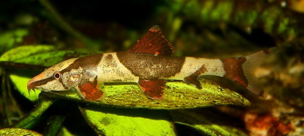 Young specimen in the aquarium...