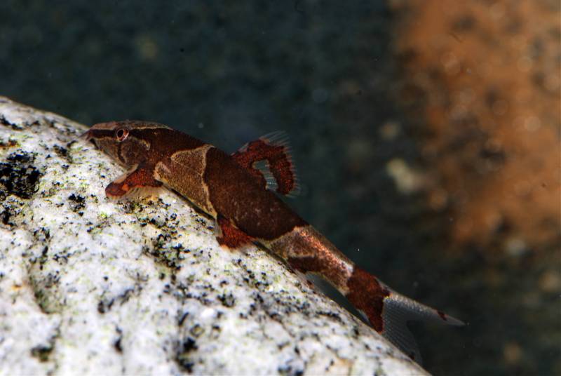 This species always has two saddle-shaped body markings.