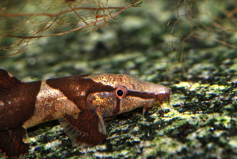 Head detail.