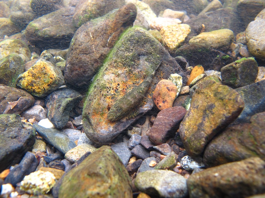 Another specimen phtotograped in the same habitat.