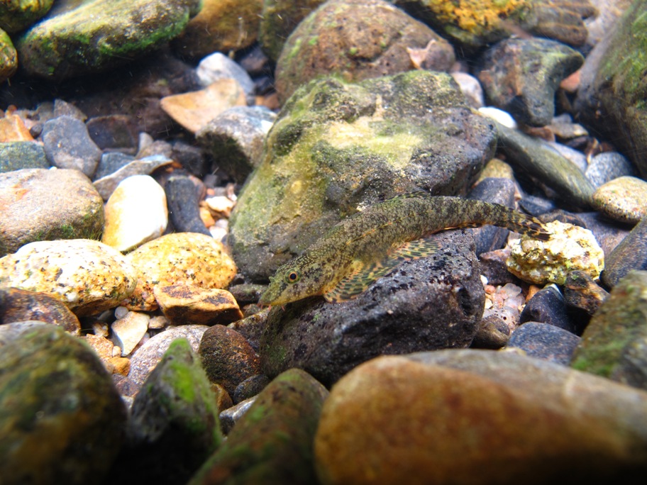 H. smithi underwater in the stream shown in the previous image.