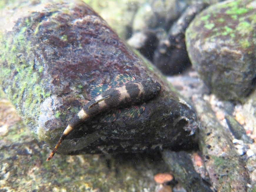Specimen exhibiting cryptic colour pattern, Chanthaburi province, Thailand.
