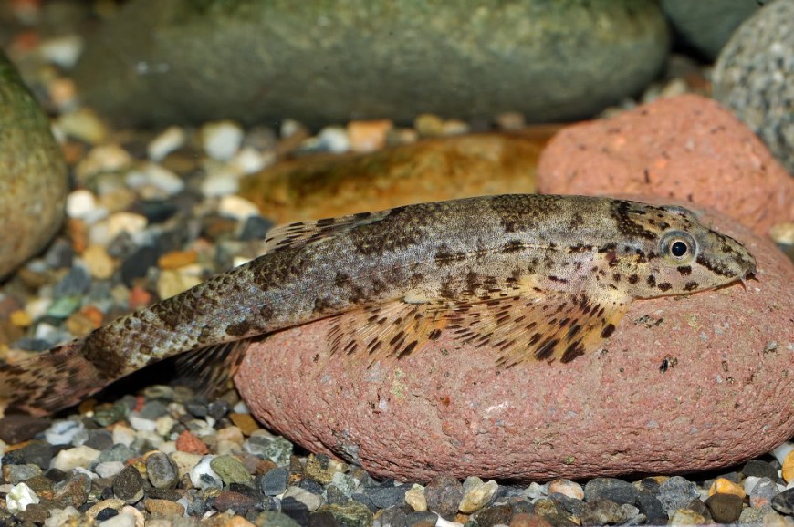 Adult individual.