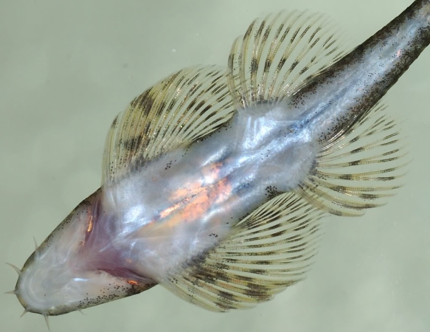 Ventral view.