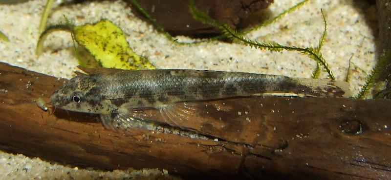 Adult specimen in the aquarium.
