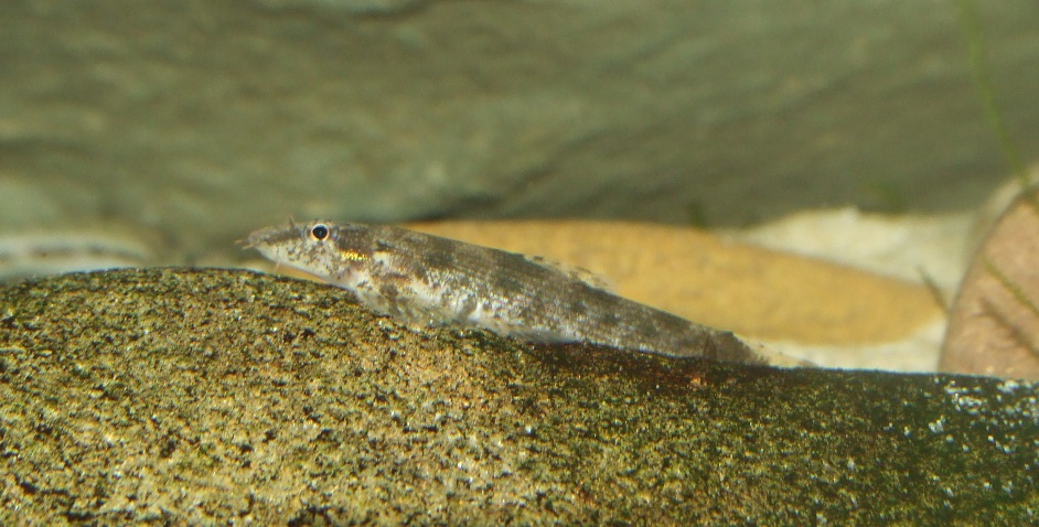Newly-imported subadult.