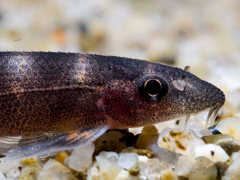 Head detail with keeled scales clearly visible.