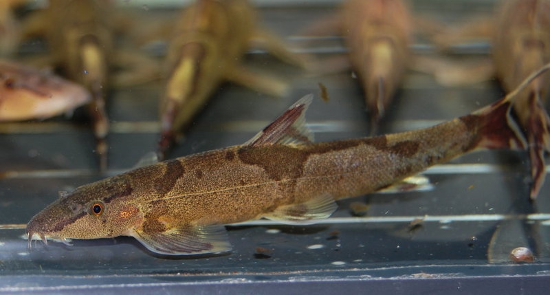 A typically-patterned specimen.
