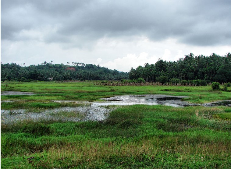 A marshy habitat of the species in the state of Kerala, southern India.