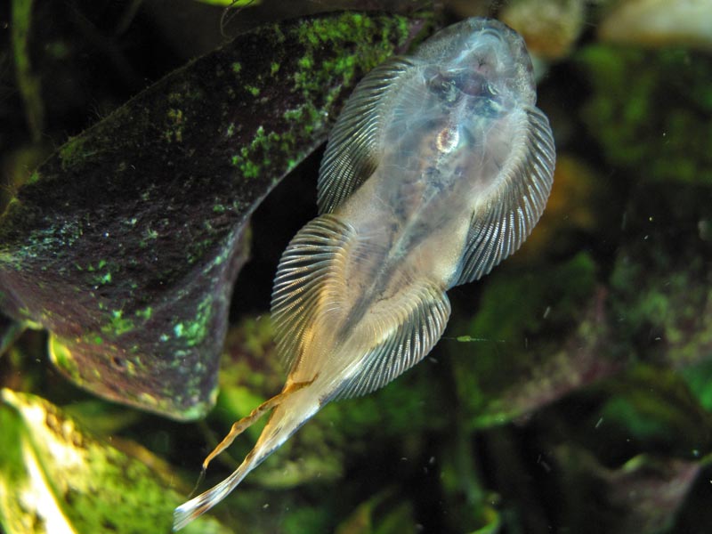 Full ventral view.