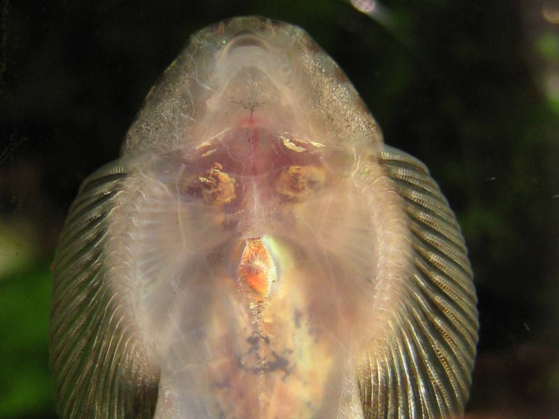 Ventral detail showing the small, non-papillated mouthparts.