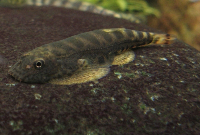 Established specimen with dark patterning - this species can change its body colour to better blend in with its surroundings.