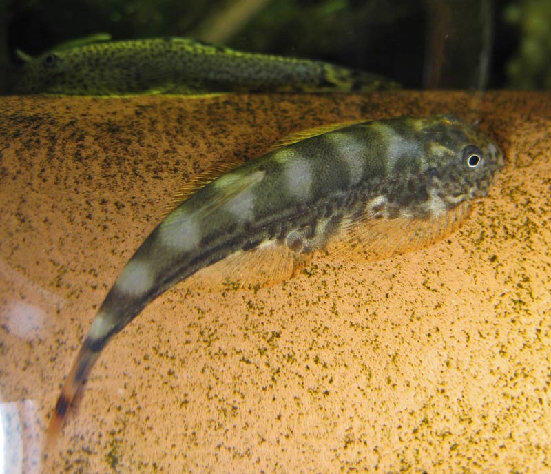 Semi-dorsal view.