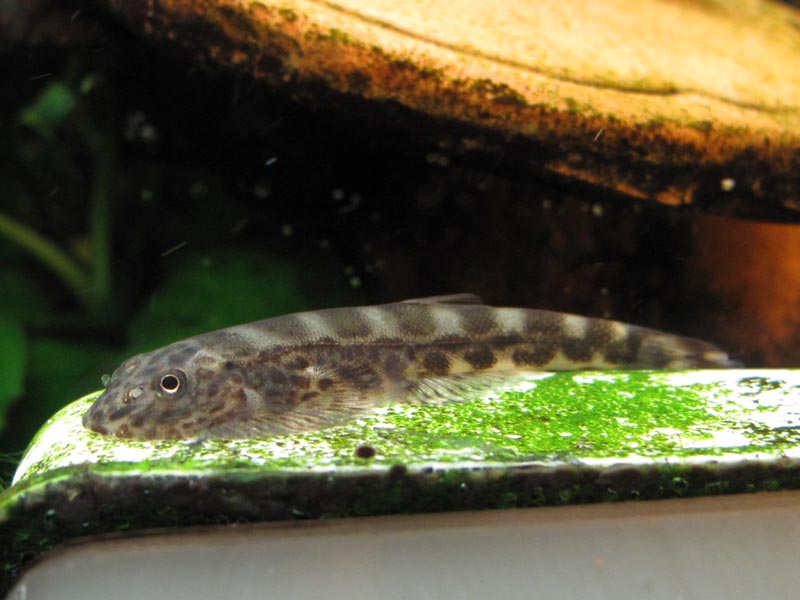 Lateral view...