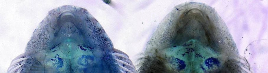 Ventral detail of snout and pectoral-fin of male (left) and female (right) showing differences in shape.
