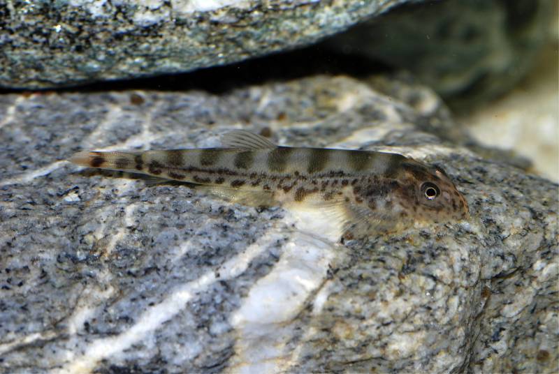 This species is rarely seen in the trade.