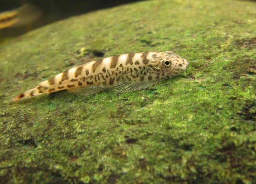 Pale, newly-introduced specimen.