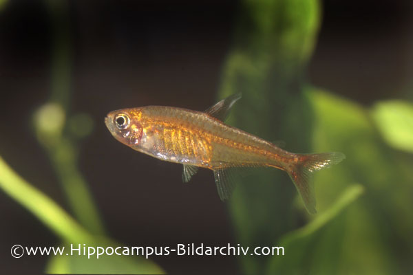 Another male.