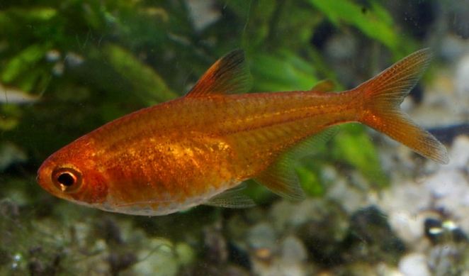 Adult female (?).
