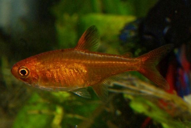 Adult male.