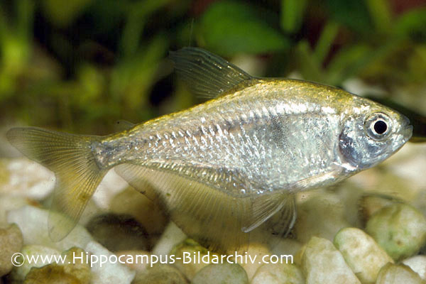 'Golden' form with excess guanine in the skin.