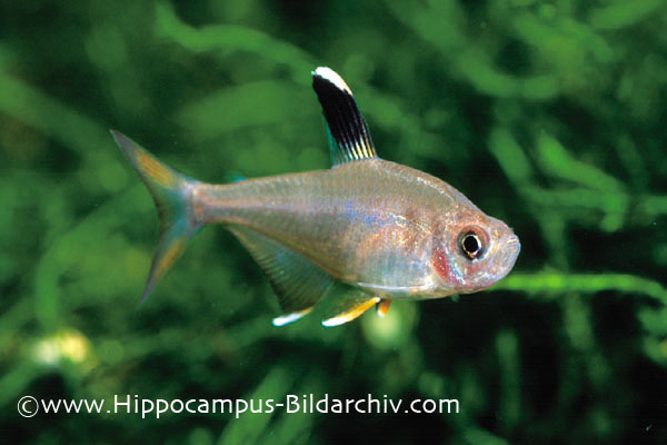 Hyphessobrycon rosaceus female