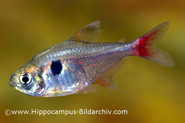 Specimen from the German aquarium trade.