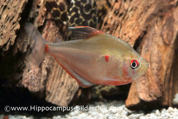 Adult male with reddish markings in the ventral portion of the body.